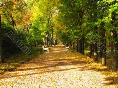 Fall forest