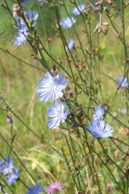 Chicory