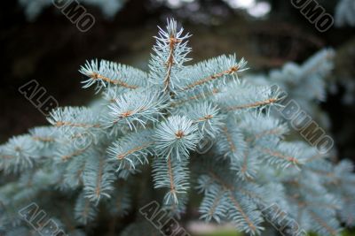 Blue spruce