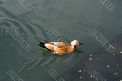 Duck in zoo