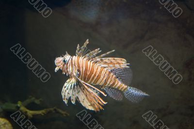 Samara Samara