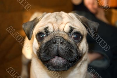 Pug called Gosha