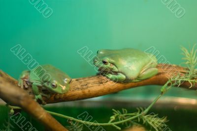 Green frog