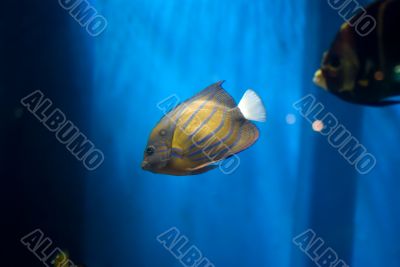 Pomacanthus annularis Pomacanthus annularis