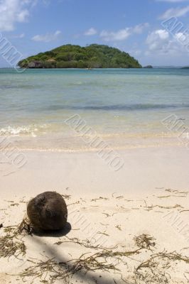 coconut on a beach