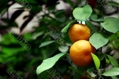 Two Oranges