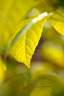 foliage foliage