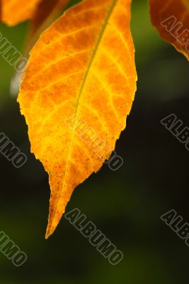 foliage foliage