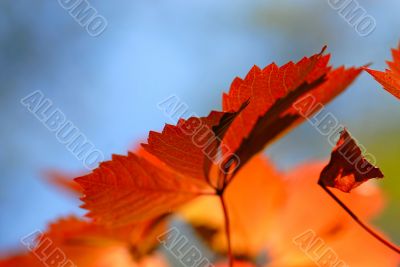 foliage foliage
