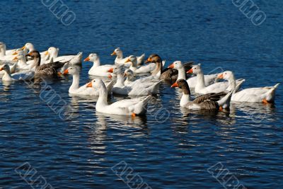 domestic goose