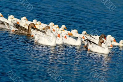 domestic goose