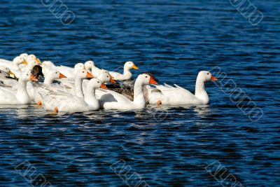 domestic goose