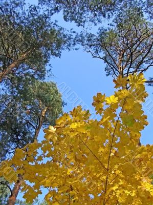 autumn sky autumn sky