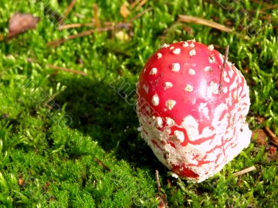 fly agaric into moss
