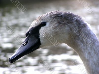 swan nestling portret