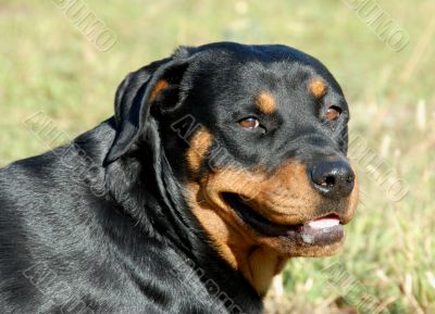 rottweiler