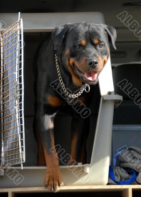 rottweiler in a box
