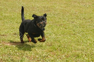 running rottweiler