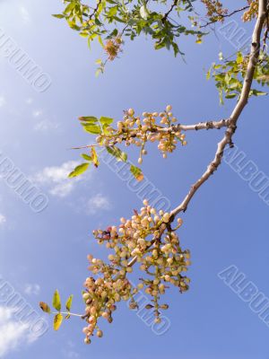 Branch of a pistachio tree