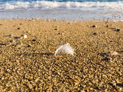 Feather of a bird in sea sand