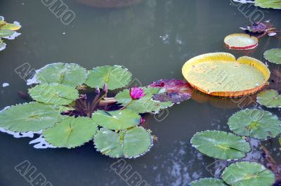 Pink Lotus Flower in bloom