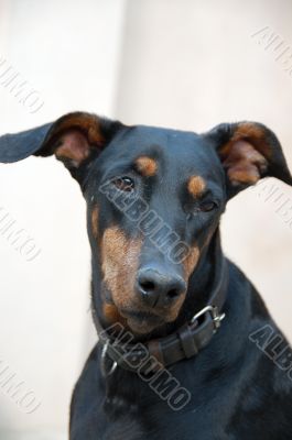 Doberman Dog Closeup