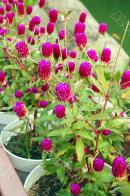 Paper Flower Plant in bloom