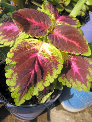 Ornamental Decor Plants Ornamental Decor Plants