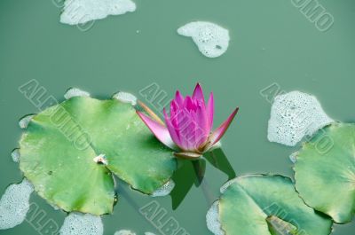 Pink Lotus Flower in pond