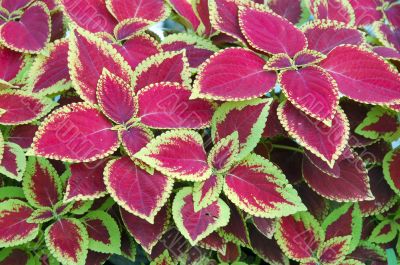 Colorful Indoor Plant Colorful Indoor Plant