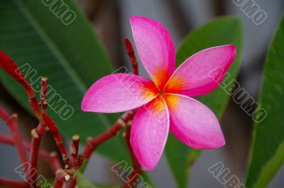 Pink Plumeria Flower Closeup