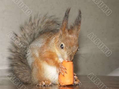 squirrel is nibbling a carrot