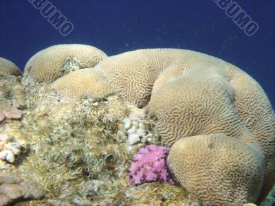 coral reef