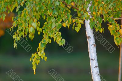 autumn autumn