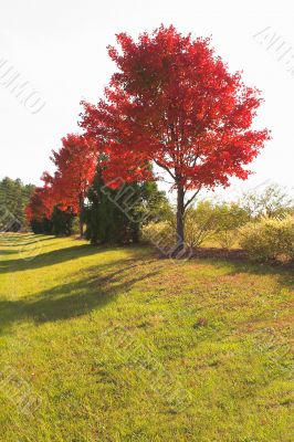 Fall Colors