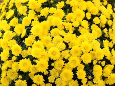 yellow chrysanthemums