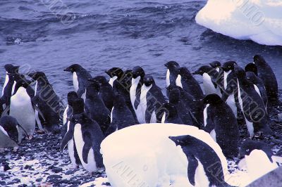 Flock of Adelie penguins Flock of Adelie penguins
