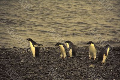 Confusion - adelie penguins not sure where to go