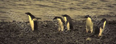 Confusion - adelie penguins not sure where to go Confusion - adelie penguins not sure where to go