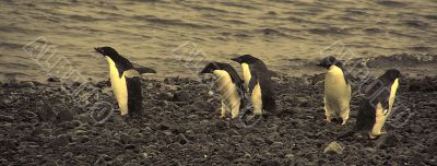 Confusion - adelie penguins not sure where to go