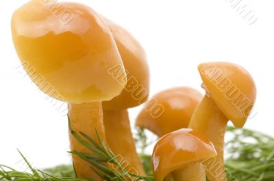 mushrooms close up