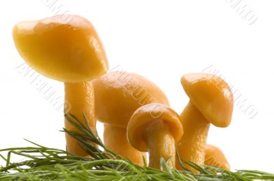 mushrooms family
