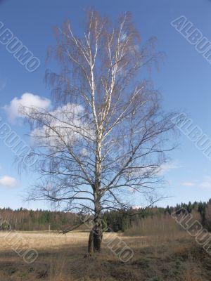 birch on a clear sky background