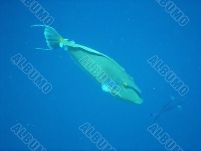 filefish