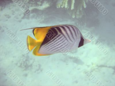 angelfish