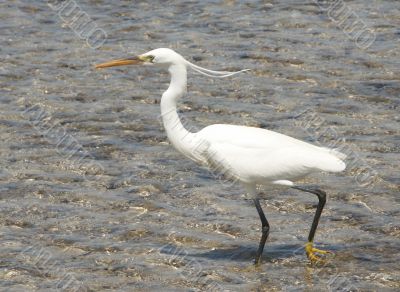 egyptian egret