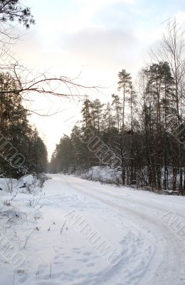 Road in the forest, the dawn