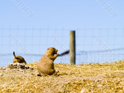 Prairie Dogs