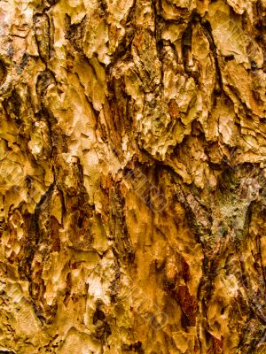 Tree Bark Texture Tree Bark Texture