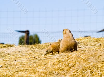 Prairie Dogs